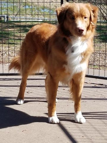 Manitou Zeus God Of The Skies | Nova Scotia Duck Tolling Retriever 