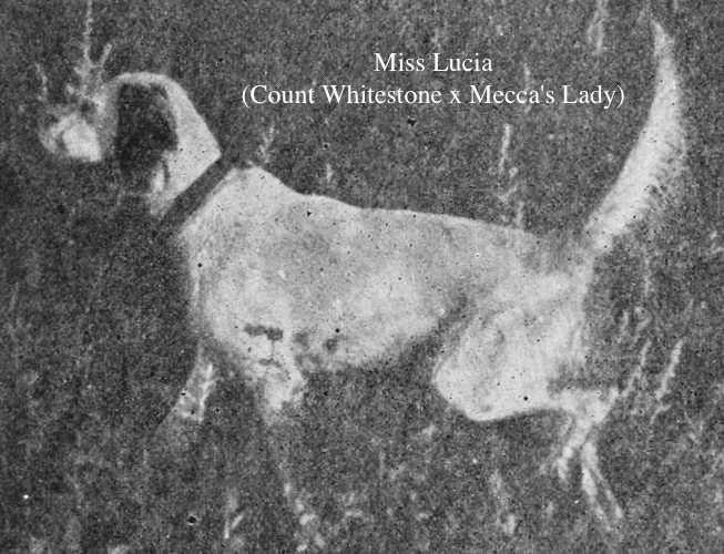 Miss Lucia (Count Whitestone x Mecca's Lady) | English Setter 