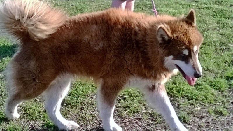 Howling Ponds Achilles | Alaskan Malamute 