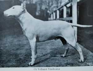 Velhurst Vindicator | Bull Terrier 