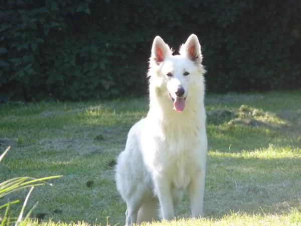 Diva of Trebon Berger Blanc | White Swiss Shepherd Dog 