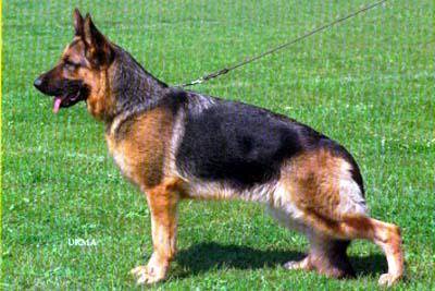 Merlinda von der Kahler Heide | German Shepherd Dog 