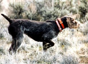 RUDOLPH'S BLITZEN VON DUFFIN | German Wirehaired Pointer 