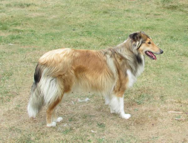 Romany-Widdershins Wolf Child | Rough Collie 