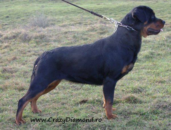 QP Crni Lotos | Rottweiler 