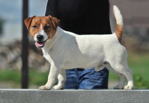 Kris Magor | Jack Russell Terrier 