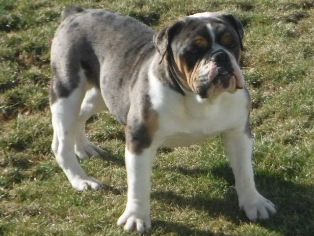 Petersheim's Iceman | Olde English Bulldogge 