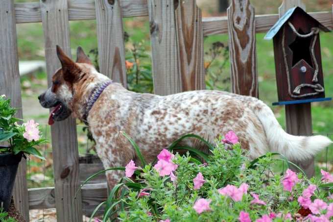 Blue Yonder's Get Me Some Of That | Australian Cattle Dog 