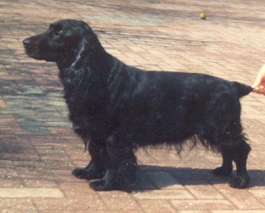 Shipden Bittersweet | Field Spaniel 