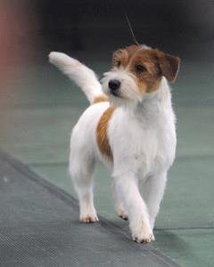 Dinasty Favorite Varmint | Jack Russell Terrier 