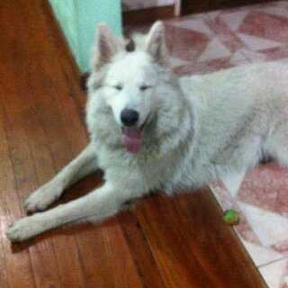 Aquiles de Alkina | White Swiss Shepherd Dog 