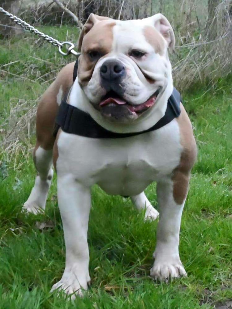 Kartels Romeo | Olde English Bulldogge 