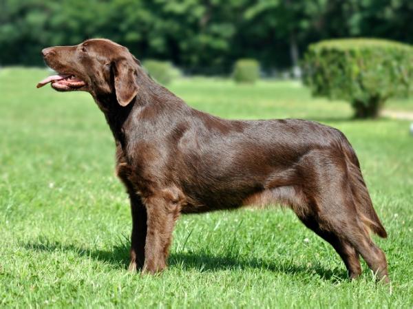 Baboo z Andelského vrchu | Flat-Coated Retriever 