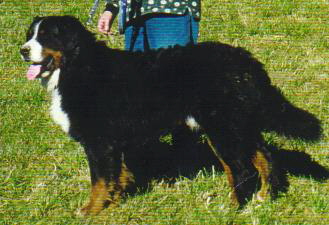 BOSKO DA LA Rouda | Bernese Mountain Dog 