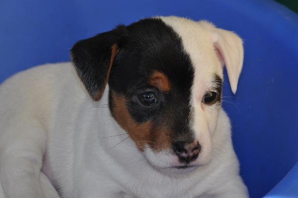 White Queen | Jack Russell Terrier 