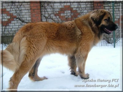 DUSIA Apteka Natury | Leonberger 