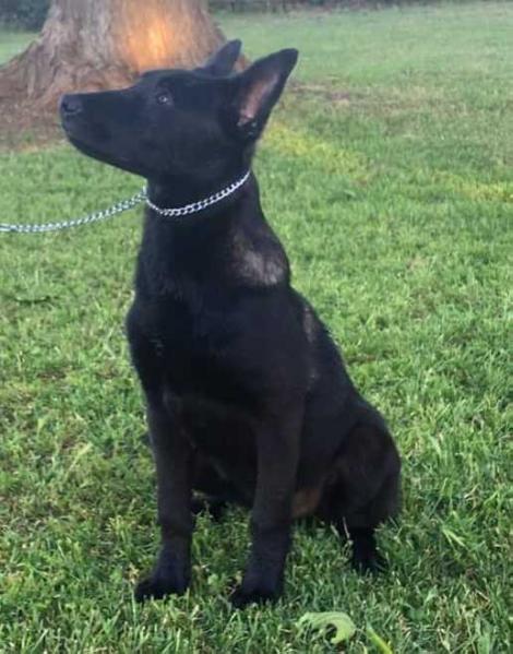 Frijol von Terlui | Belgian Malinois 