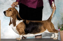 TOPSFIELD MAREDGE SPLENDA | Basset Hound 