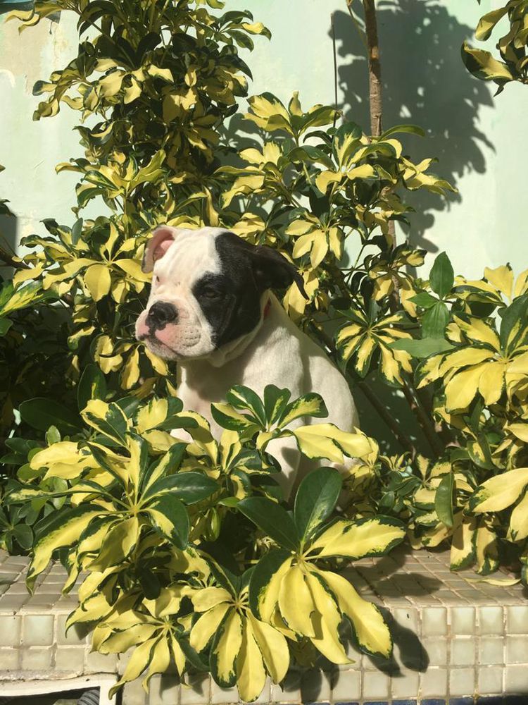 Arya | Olde English Bulldogge 