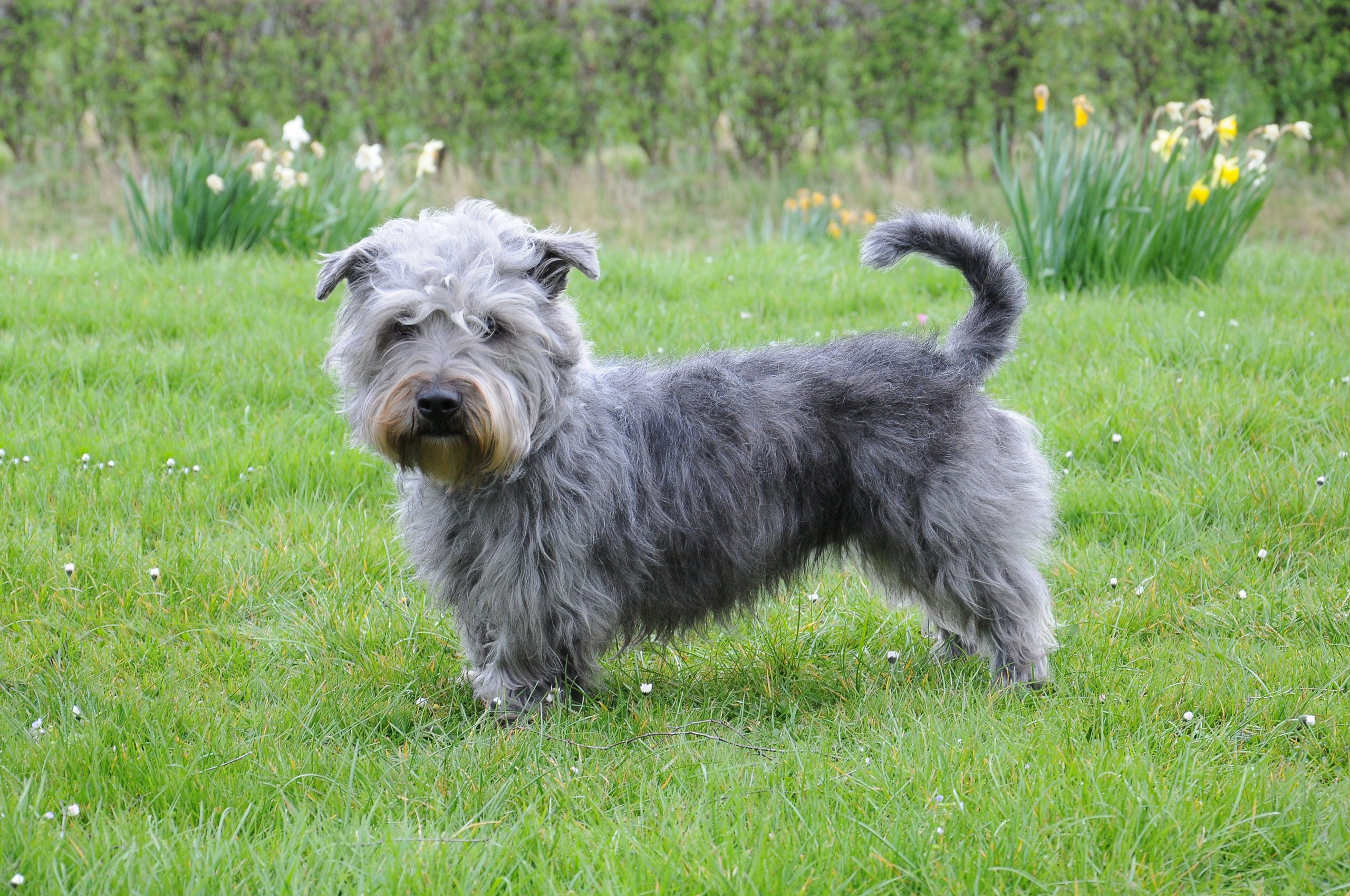 Glen of Imaal Terrier