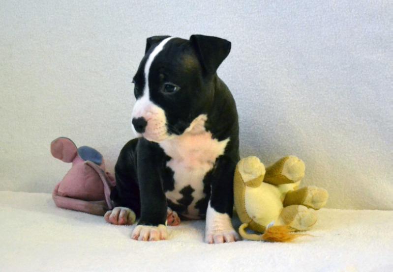 GALA GRADIVA FROM EMARLAND | American Staffordshire Terrier 