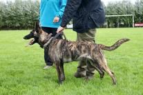 Holland Jarda Van Le Dobry | Dutch Shepherd 