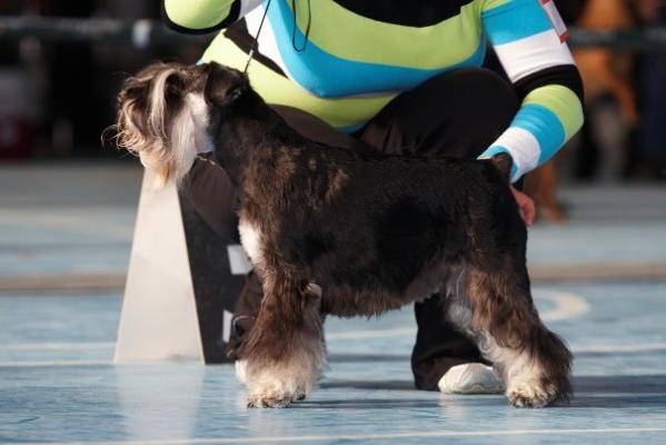 Santa Knyrys Vasilisa Premudraya | Miniature Schnauzer 