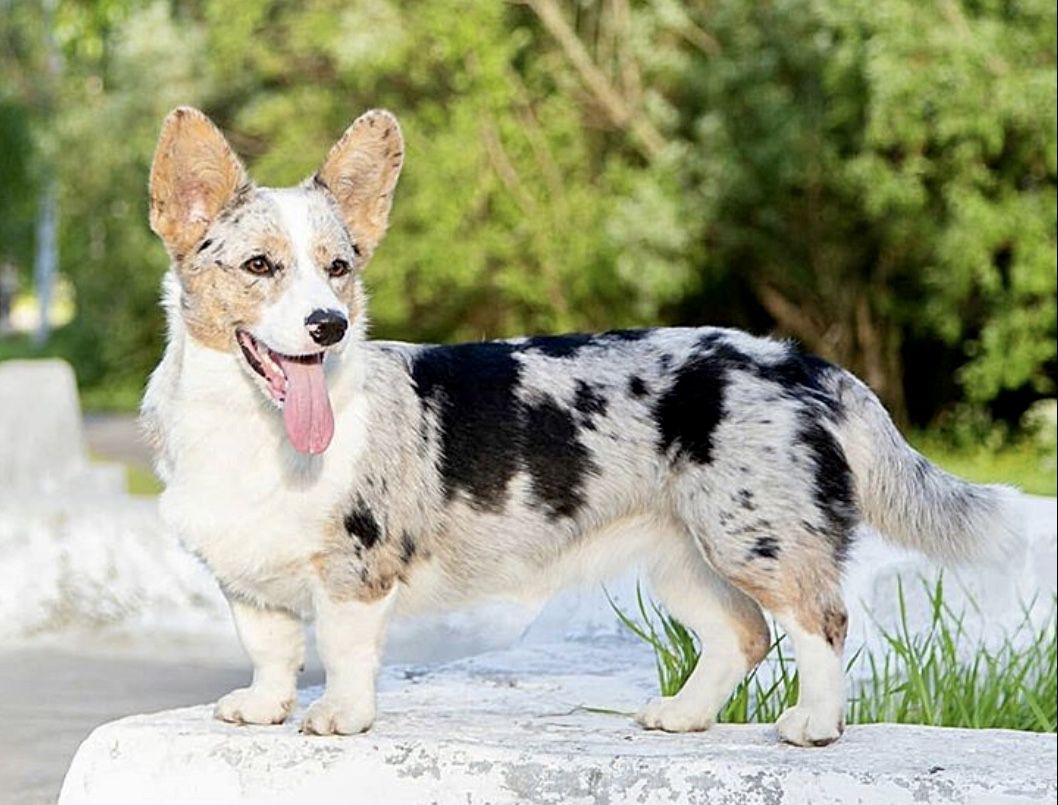 SEVASTOPOLSKIY VALS Nice to meet you | Cardigan Welsh Corgi 