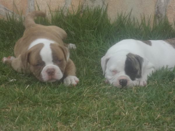Doozey King Bulldog | American Bulldog 