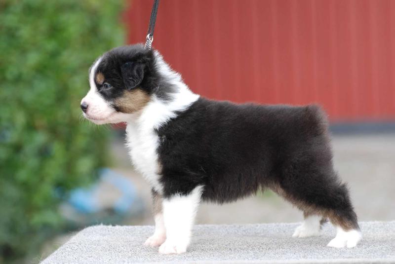 Silver Dream aussie's Ready for War | Australian Shepherd 