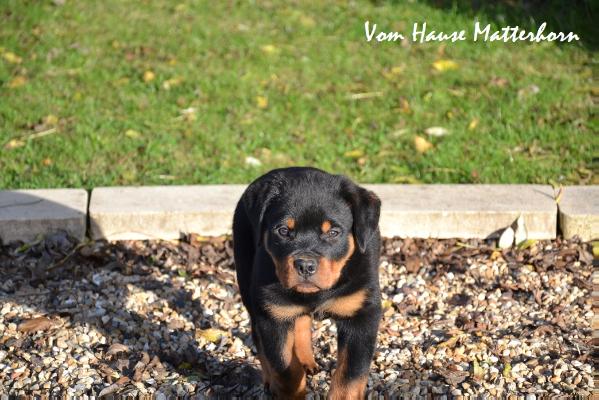 Iskandar vom Hause Matterhorn | Rottweiler 