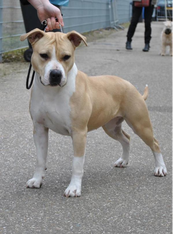 Glancy | American Staffordshire Terrier 