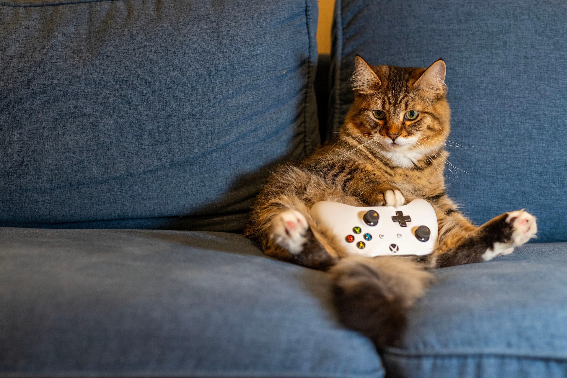 gamer cat 