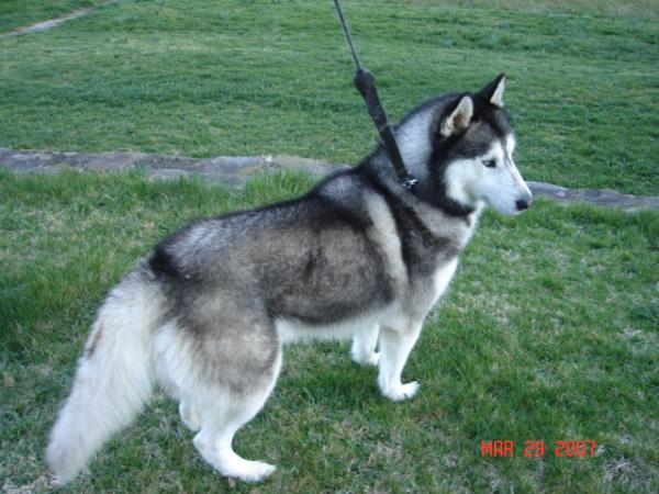 Heaven's Glaciers Shadow | Siberian Husky 