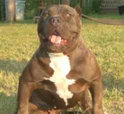 Mikeland's Smoke DNA-P | American Pit Bull Terrier 