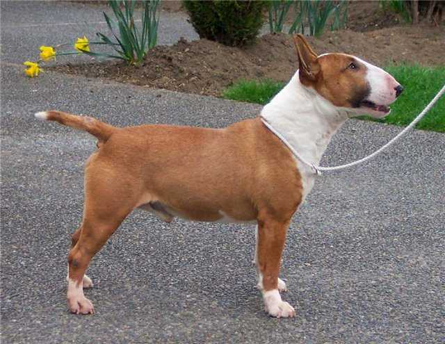 ALUEGOAA DEL CORNIJAL | Miniature Bull Terrier 