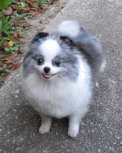 Beau James Merled Portia | Pomeranian 