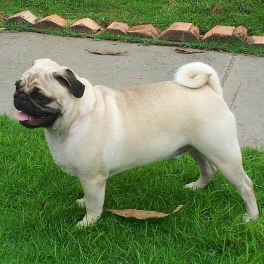 Clemdark Don Homero | Pug 