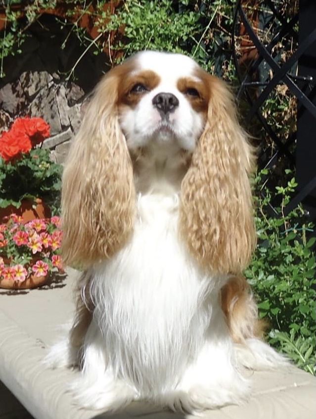 Cragland's Story Teller | Cavalier King Charles Spaniel 