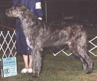 Redtop's Phantom of the Opera | Irish Wolfhound 