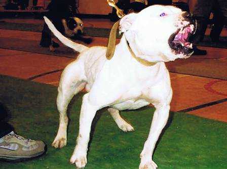 Gallagher's Rocky Lee | Staffordshire Bull Terrier 