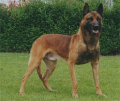 Aaron van't Eckartdal | Belgian Malinois 