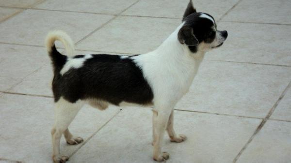 Marlboro (Bernal) Mex. FCI | Chihuahua 