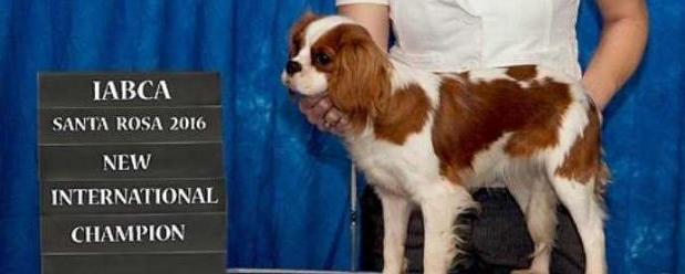 Stella's A Star at Newcastle | Cavalier King Charles Spaniel 