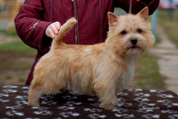 Scandvik Dream Design | Norwich Terrier 