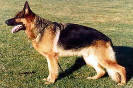 Umax von der Liebeswarte | German Shepherd Dog 