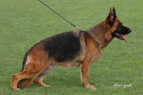 Raja zum Gigelsfelsen | German Shepherd Dog 