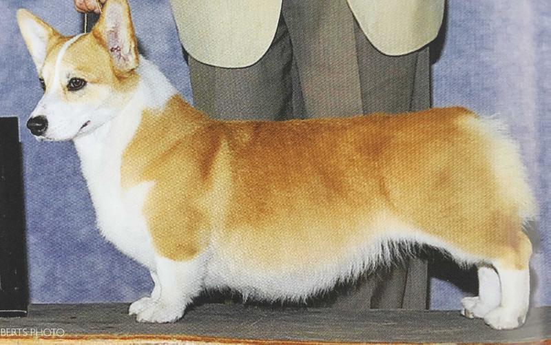 Faerie Glen Cadi Campbell O'Hara | Pembroke Welsh Corgi 