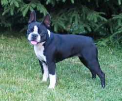 Charisma's Tina | Boston Terrier 