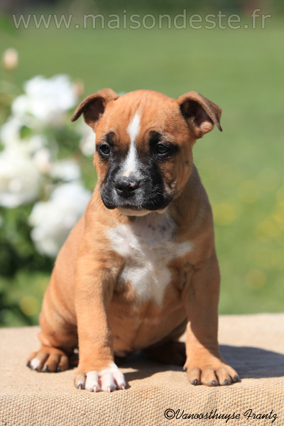 G'star'de la maison d este | American Staffordshire Terrier 